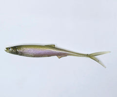 EVA BAITS Smelt V-Tail 20 cm