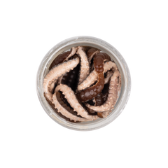 Berkley Powerbait POWER HONEY WORM 2.5cm