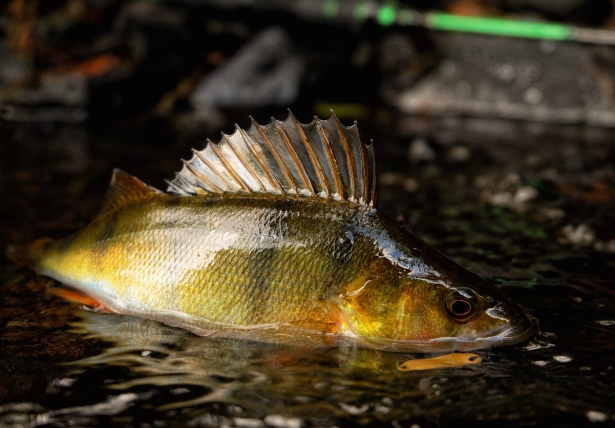 Perch | Ratter Baits