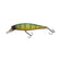 files/Gold_Skin_Perch_bb66d8bf-f686-46cb-8790-258c79ccfdf3.jpg